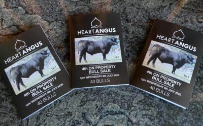 Heart Angus sells all of its 36 bulls under the hammer to average $7084 – 2020 On Property Bull Sale