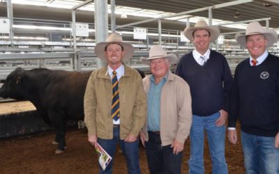 Angus bulls reach $13,500 at NEAB sale