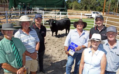 Heart Angus adds new sire from WA