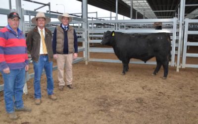 New England Angus Breeders tops at $15,000