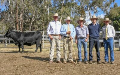 Heart Angus buy top priced female at final Wattletop Angus sale