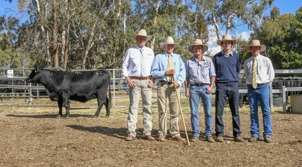 Heart Angus buy top priced female at final Wattletop Angus sale