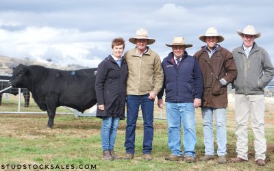 2022 Sale – Heart Angus bulls sold to $30,000, twice and averaged $16,040