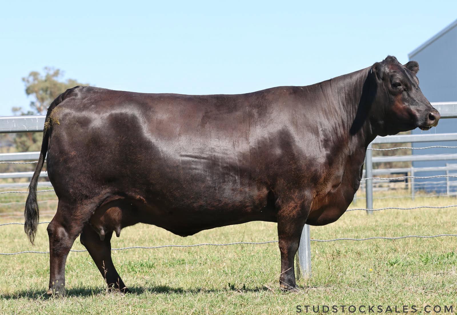 Millah Murrah Flower R95