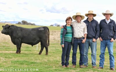 2025 Heart Angus Bull Sale