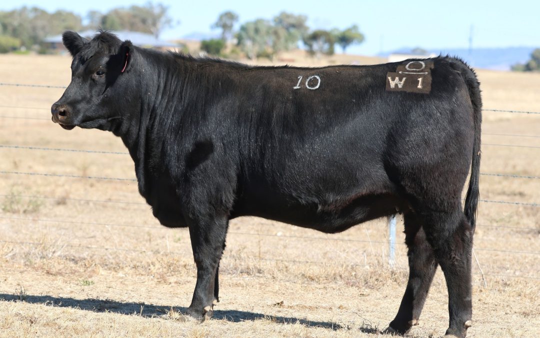2026 Female Sale Wrap